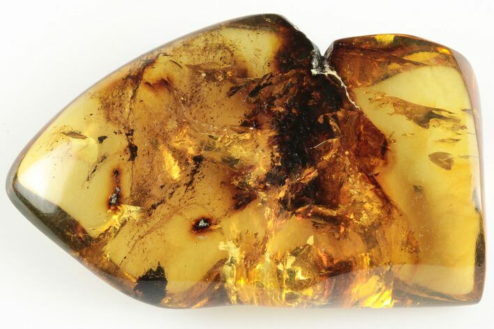 Polished Chiapas Amber ( grams) - Mexico #193286